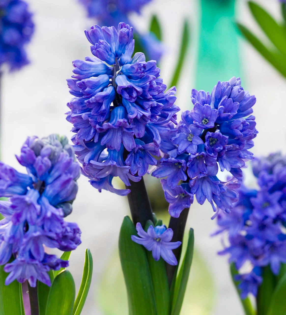Classic Hyacinth Collection - Image 3