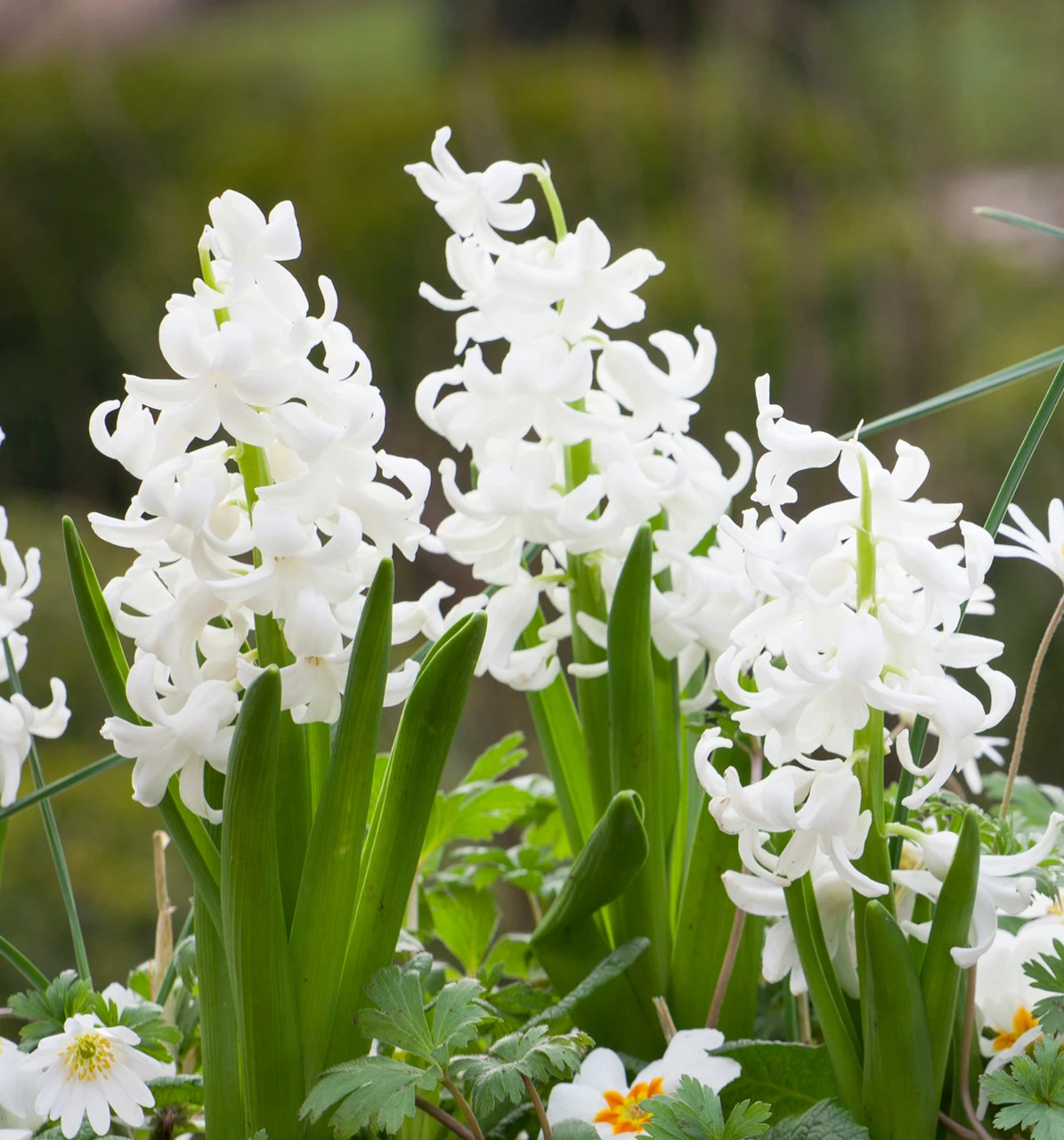 Classic Hyacinth Collection - Image 4