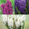 Classic Hyacinth Collection
