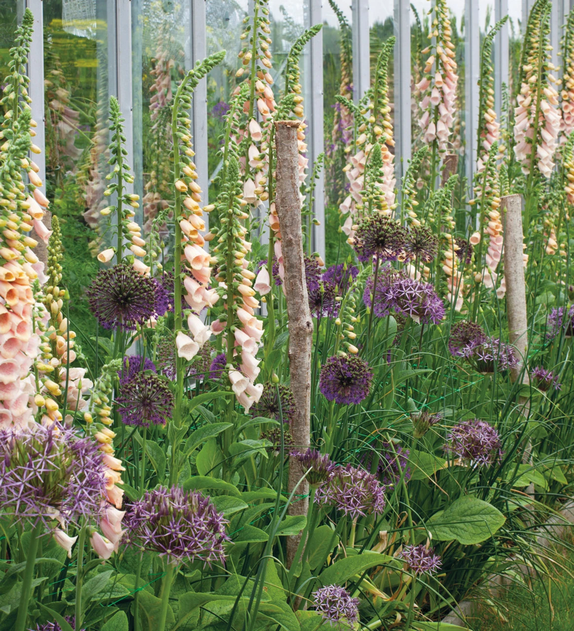 Fantastic Allium Collection - Image 2