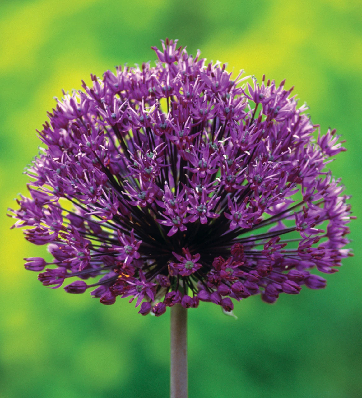 Fantastic Allium Collection - Image 3