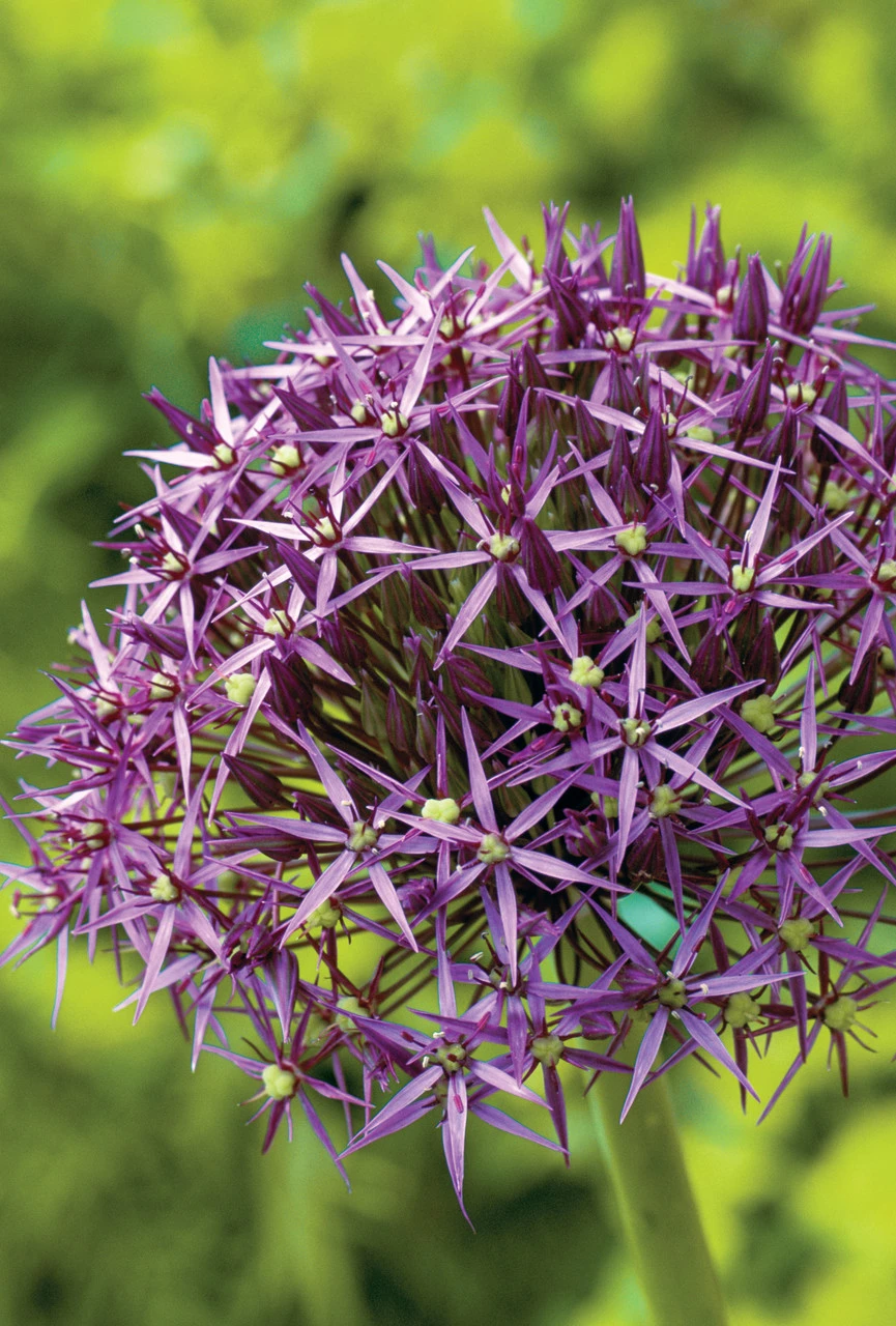 Fantastic Allium Collection - Image 4