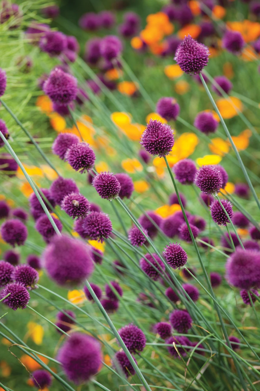 Fantastic Allium Collection - Image 5