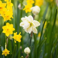 Successional Narcissus Collection