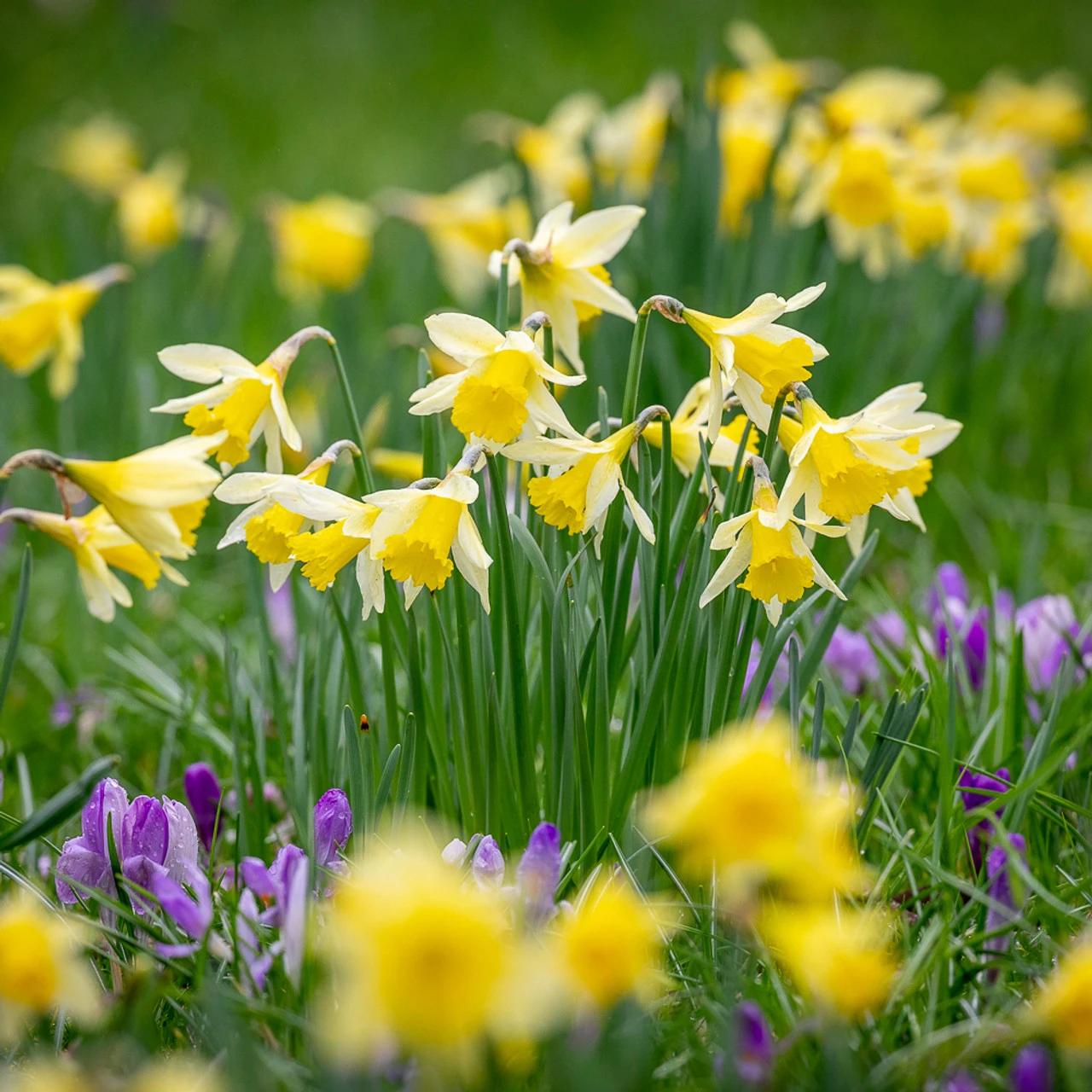 Bulbs For Naturalising Collection - Image 2