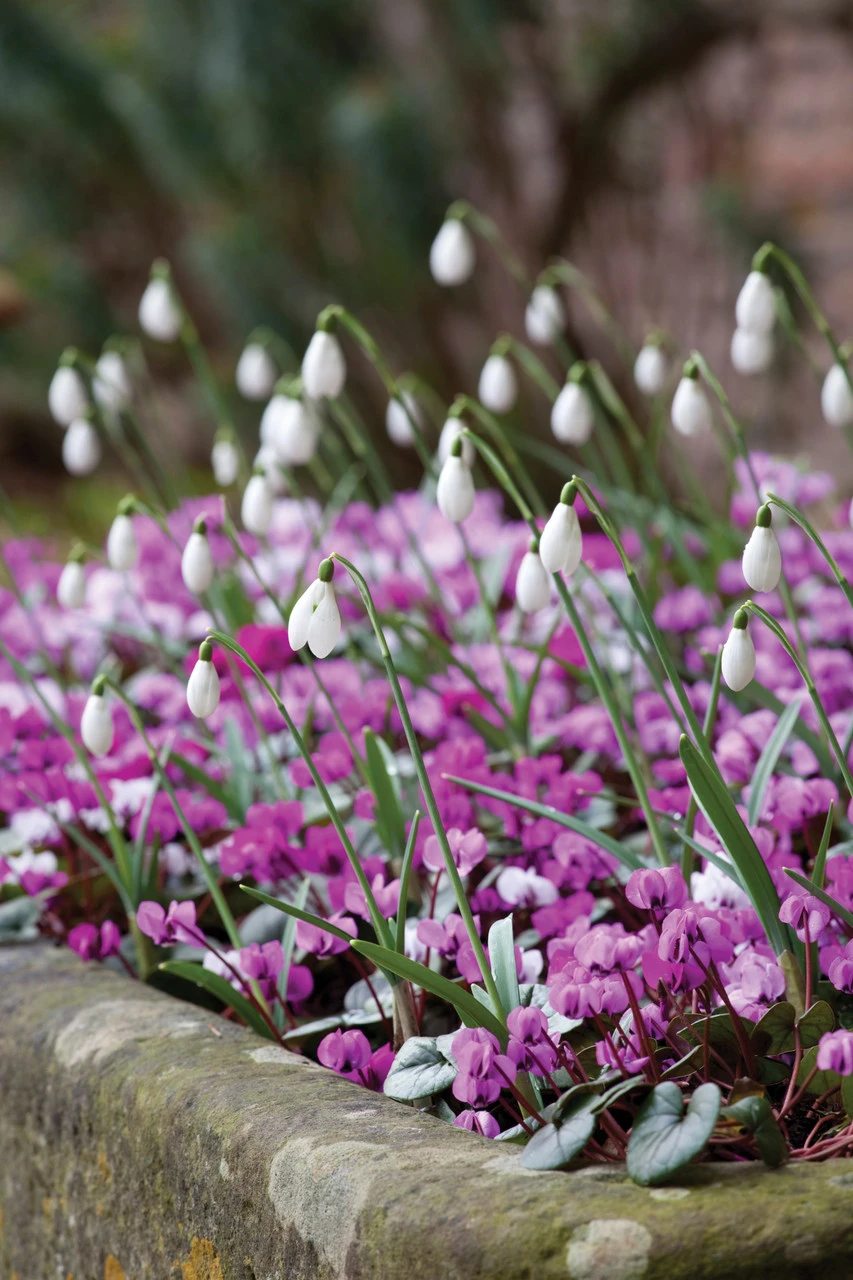 Bulbs For Naturalising In Shade Collection - Image 2