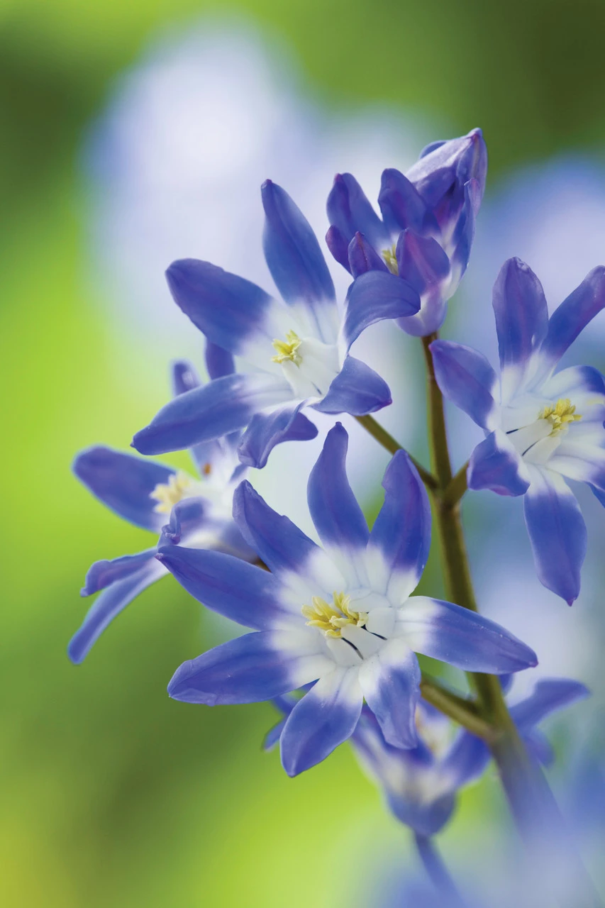 Bulbs For Naturalising In Shade Collection - Image 4