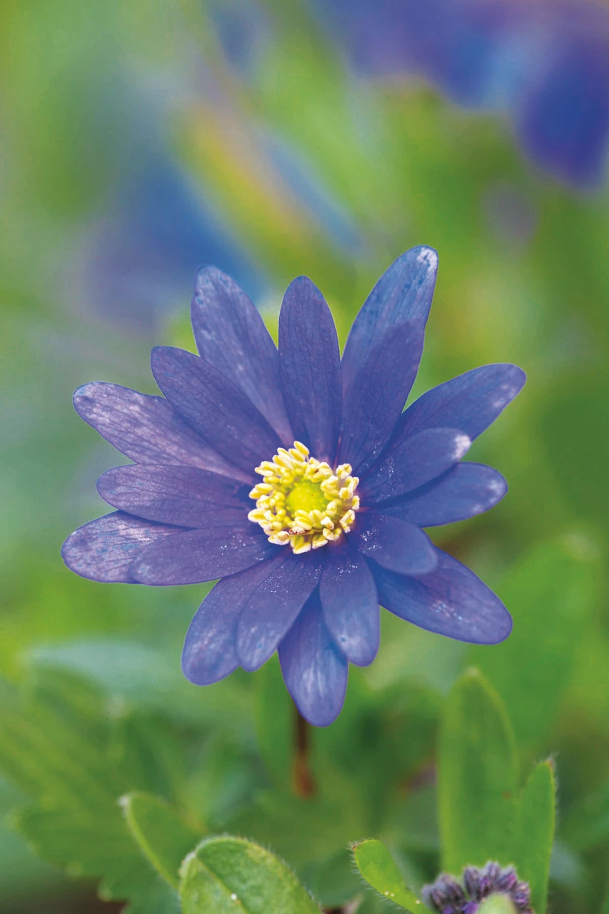 Bulbs For Naturalising In Shade Collection - Image 5