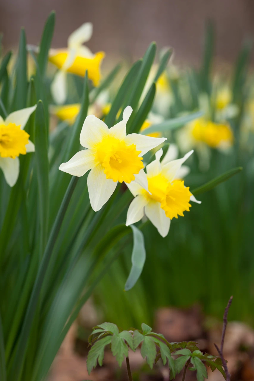 Bulbs For Naturalising In Shade Collection - Image 6