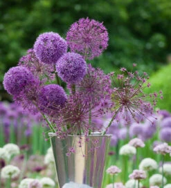 Parham Allium Collection