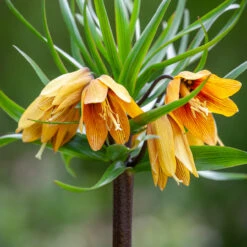 Fritillaria Imperialis 'Early Wonder'