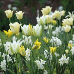 Bumper Border Bulb Mix
