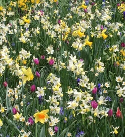 Botticelli Perennial Bulb Collection