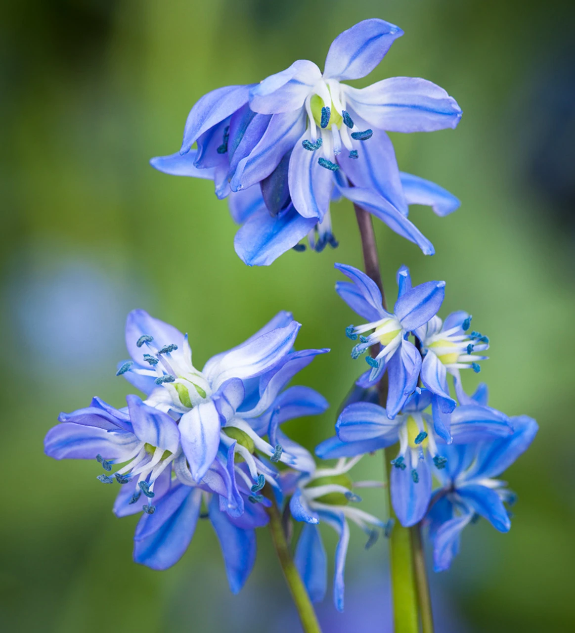 Delft Blue Perennial Bulb Collection - Image 2