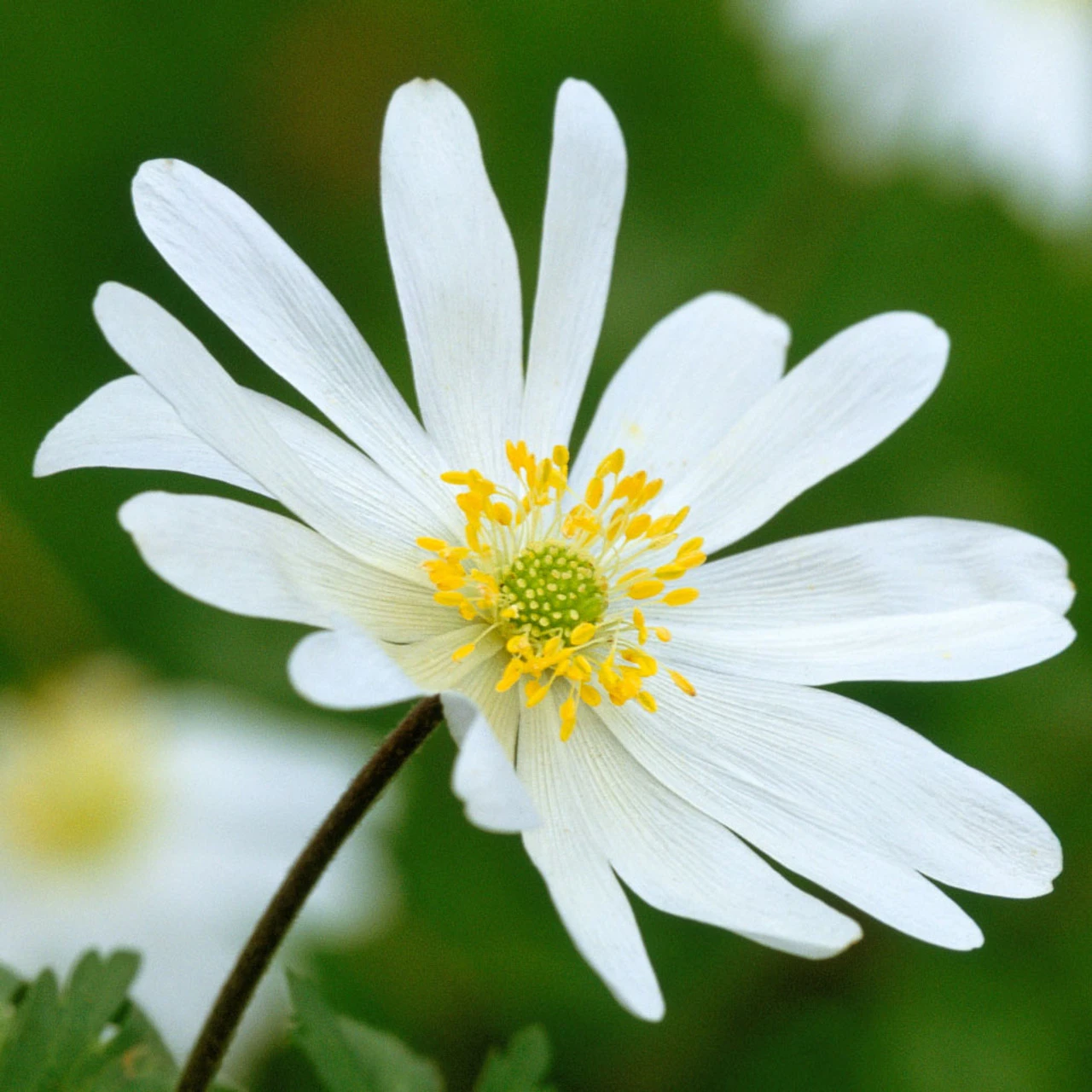 Delft Blue Perennial Bulb Collection - Image 3