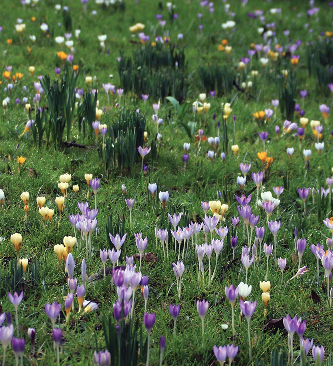 The Carien Crocus Collection