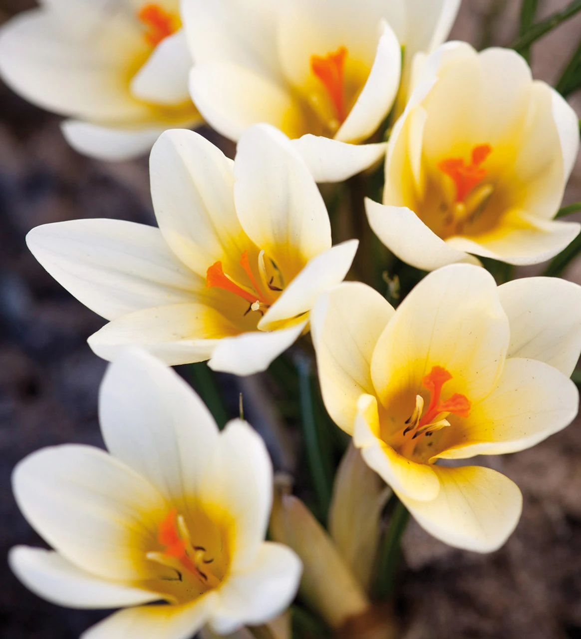 The Carien Crocus Collection - Image 2