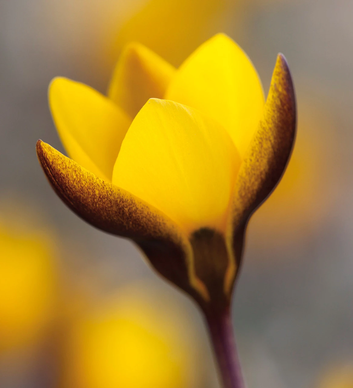 The Carien Crocus Collection - Image 3