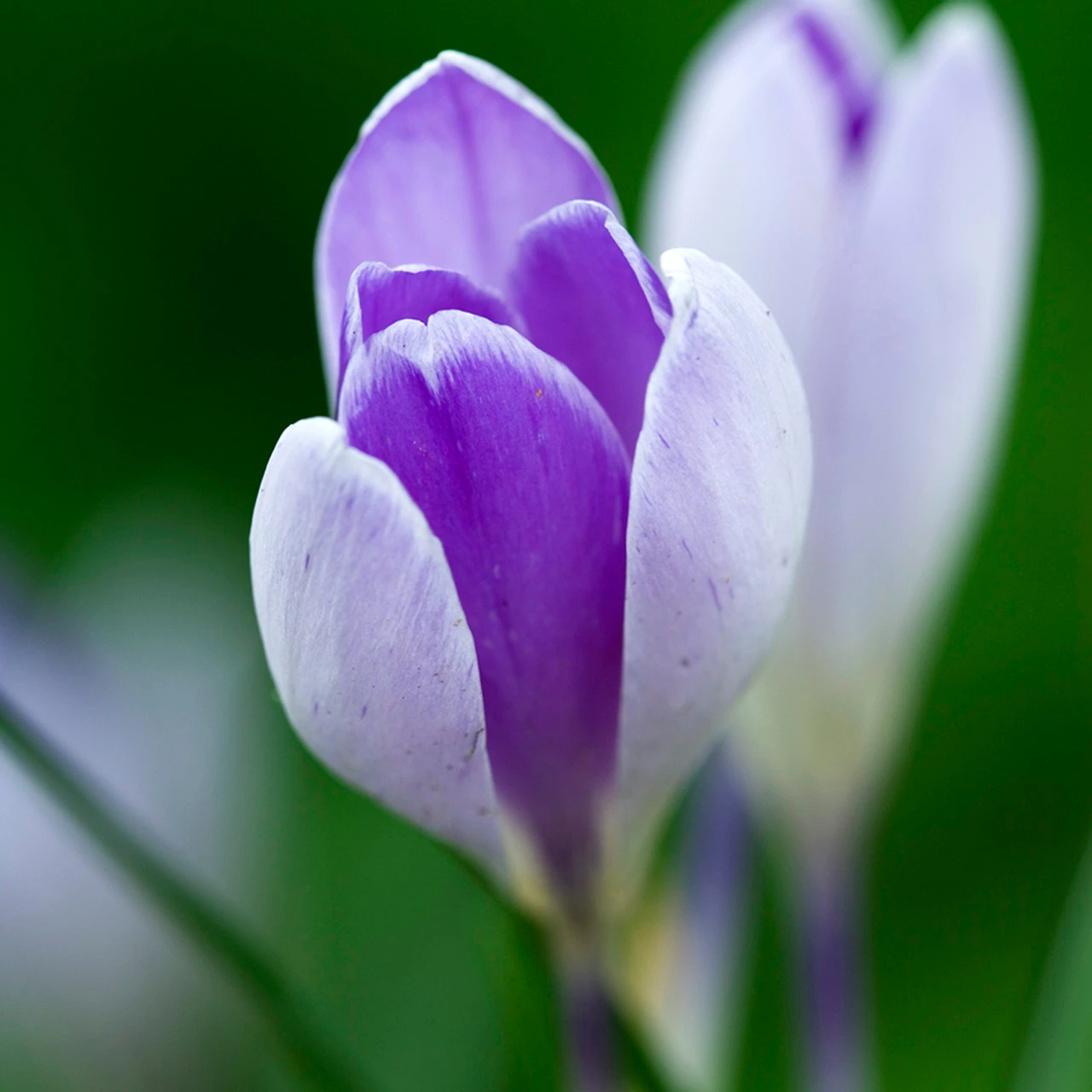 The Carien Crocus Collection - Image 4