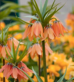 Fritillaria Imperialis 'Brahms'