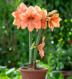 Amaryllis 'Rilona'