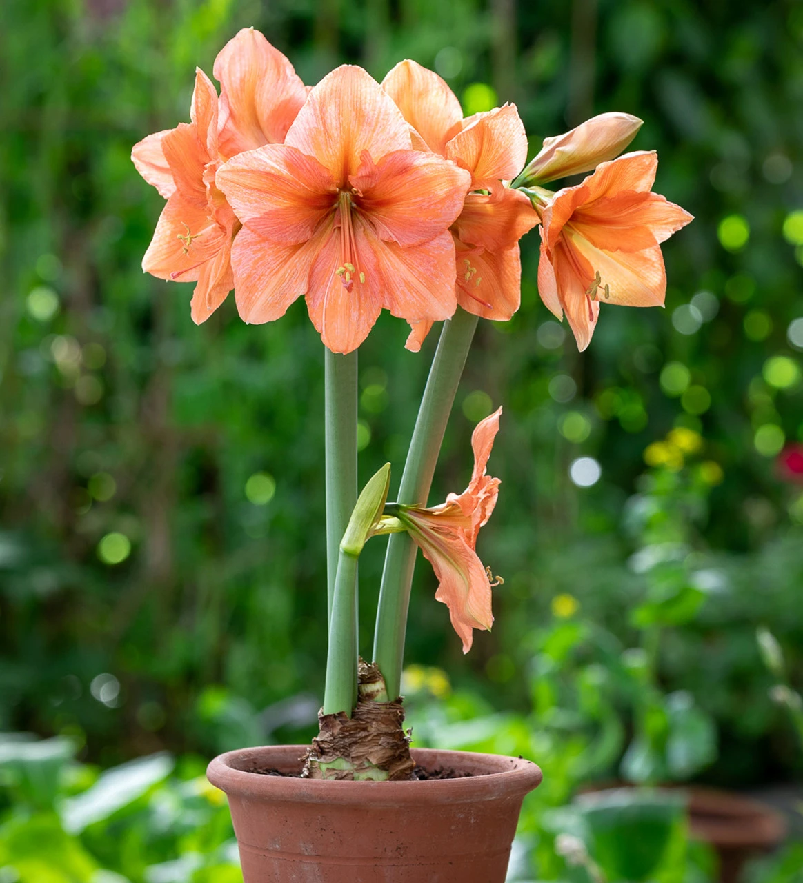 Amaryllis 'Rilona'