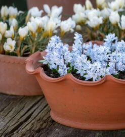 Bulbs For Bowls Collection