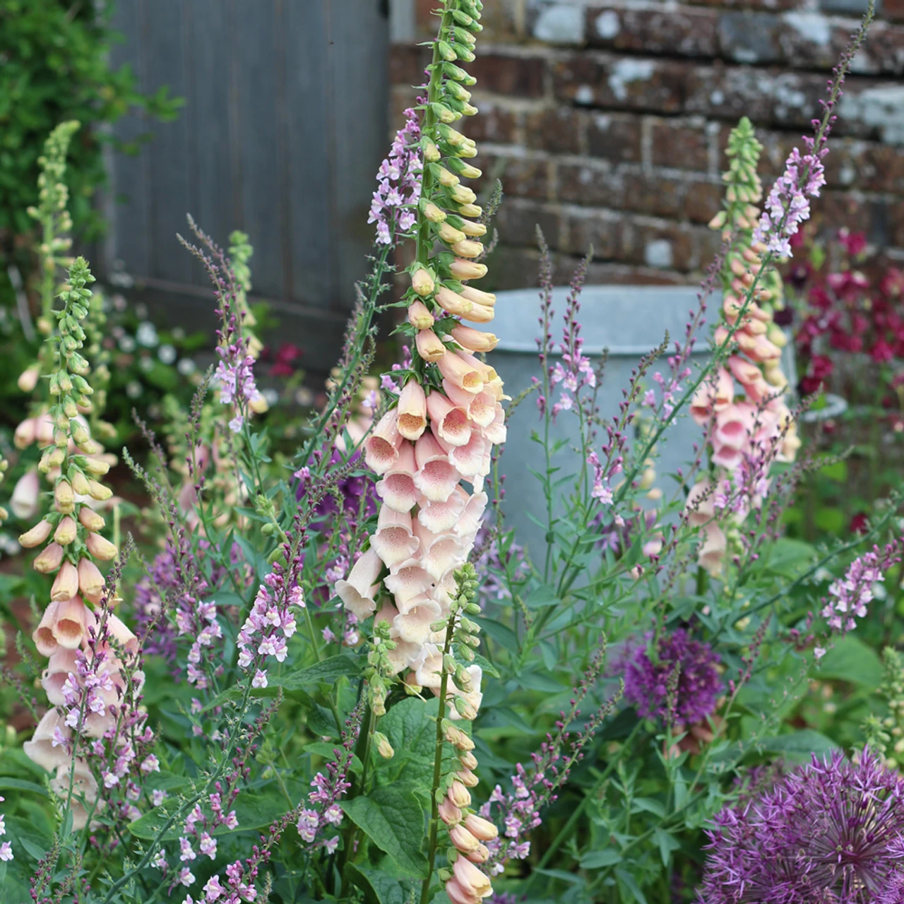 Arthur's Allium Collection - Image 2