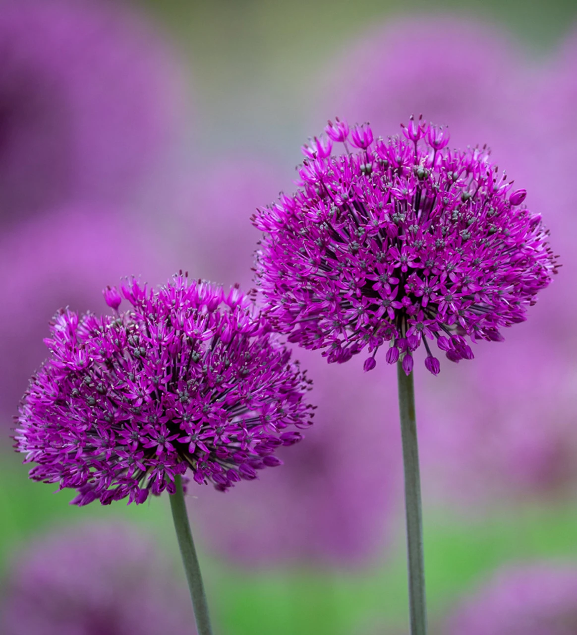 Arthur's Allium Collection - Image 3