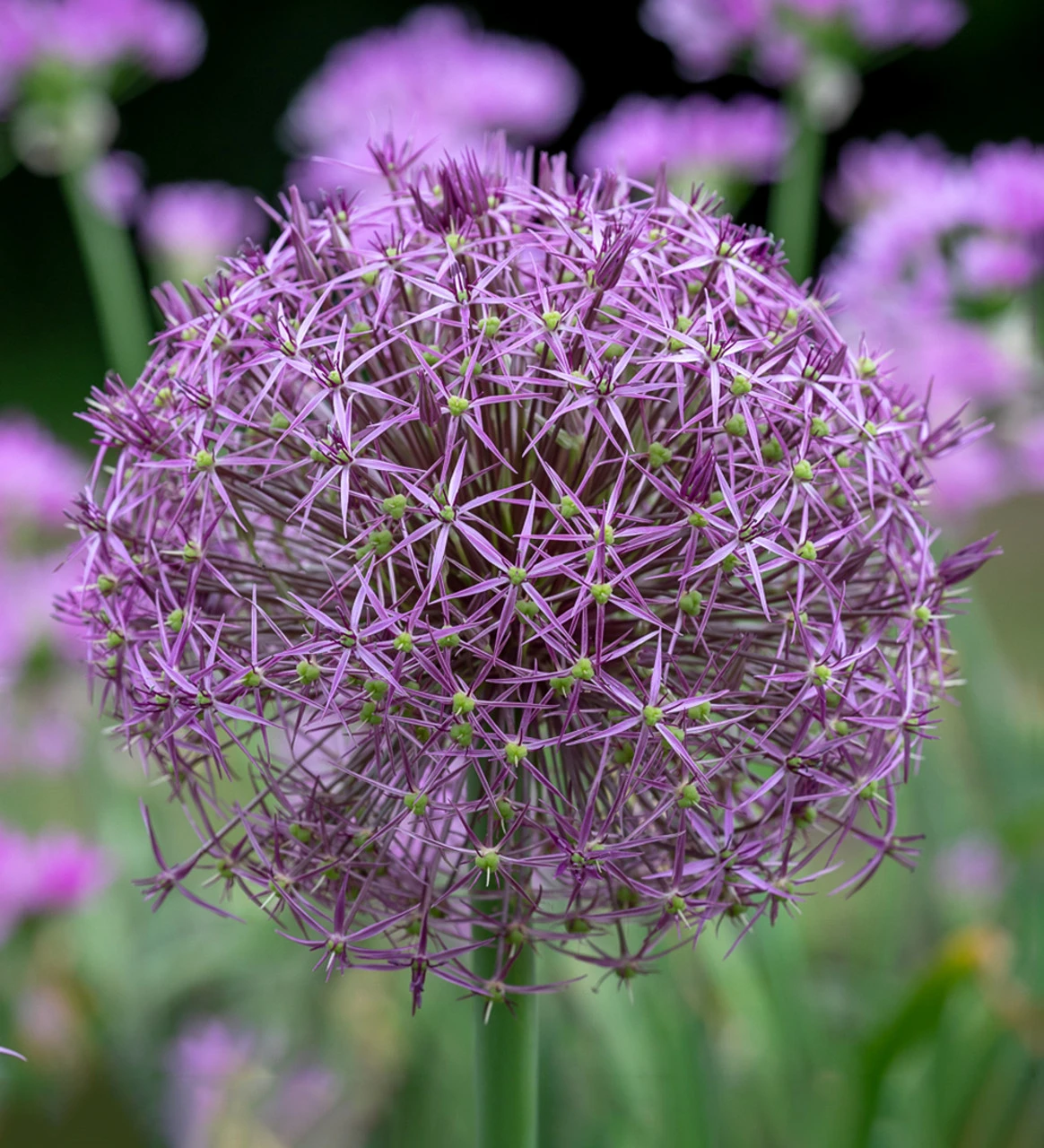 Arthur's Allium Collection - Image 4
