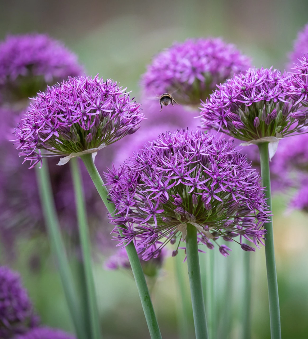 Arthur's Allium Collection - Image 5