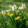 Narcissus For Grass Collection