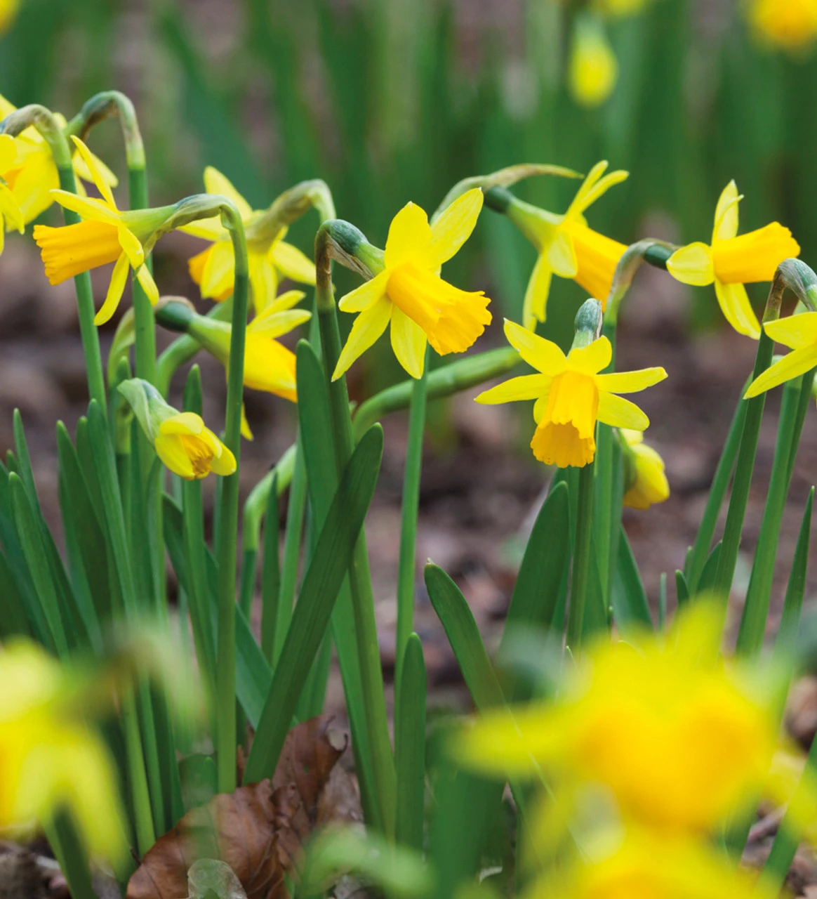 Narcissus For Grass Collection - Image 3
