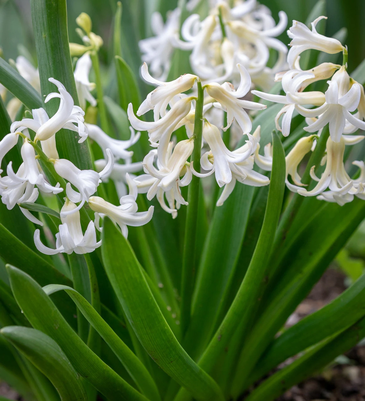 Hyacinthus Orientalis 'White' (Multiflora) - Image 2