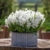 Hyacinthus Orientalis 'White' (Multiflora)