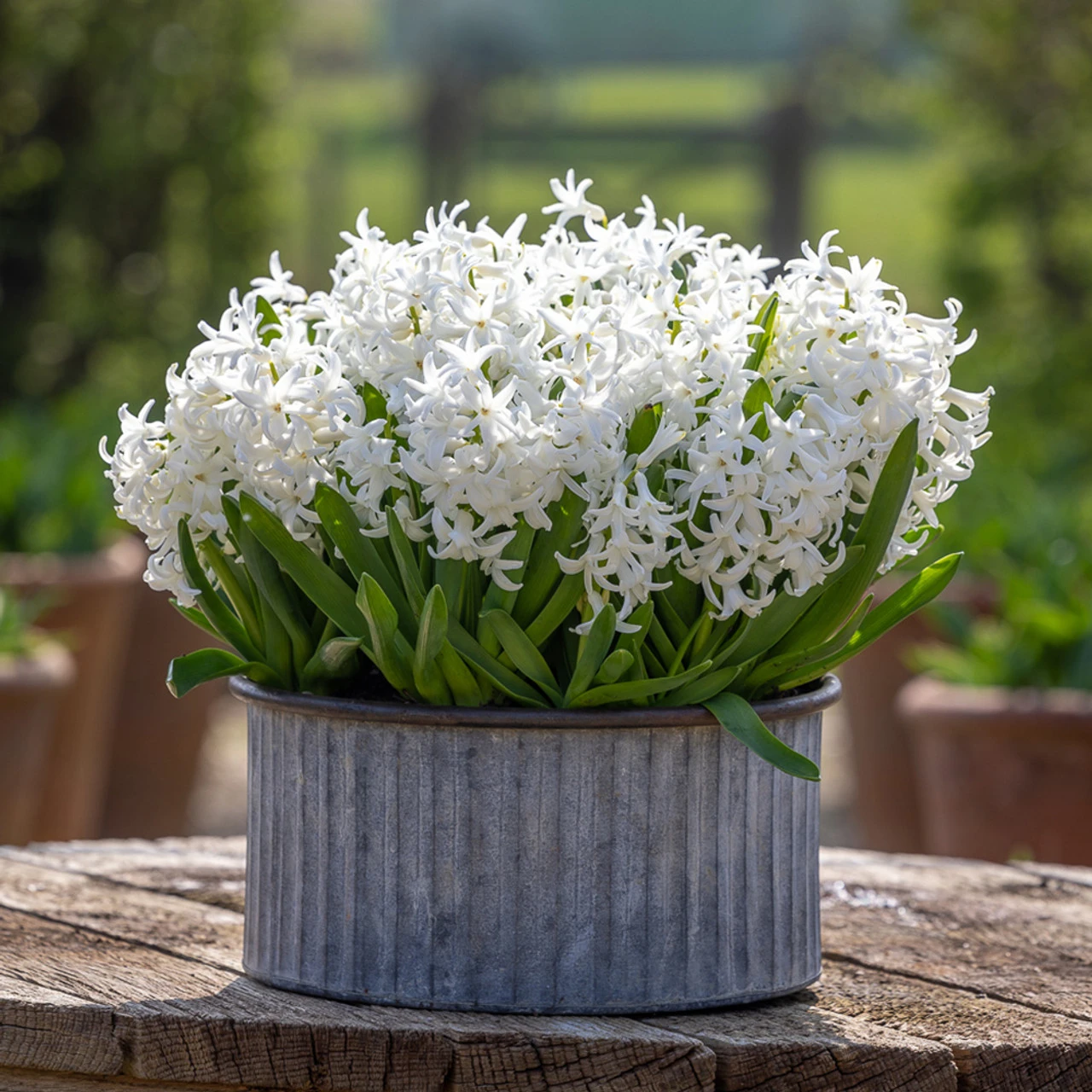 Hyacinthus Orientalis 'White' (Multiflora)