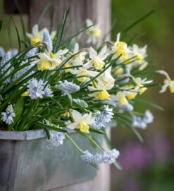 The Spring Window Box Collection