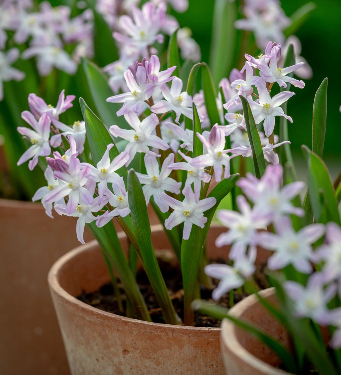 Deborah's Pot Collection - Image 2