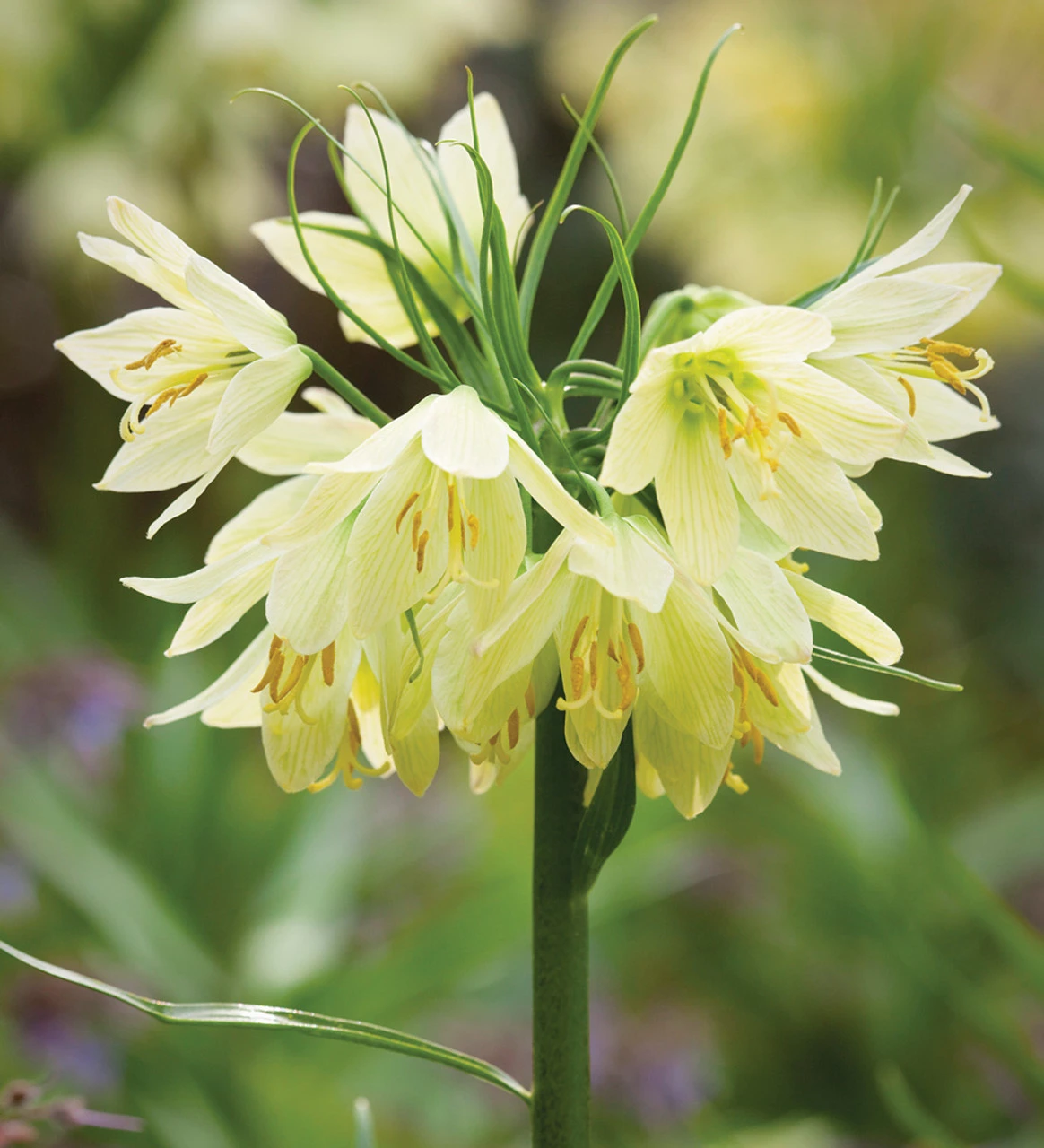 Deborah's Pot Collection - Image 3