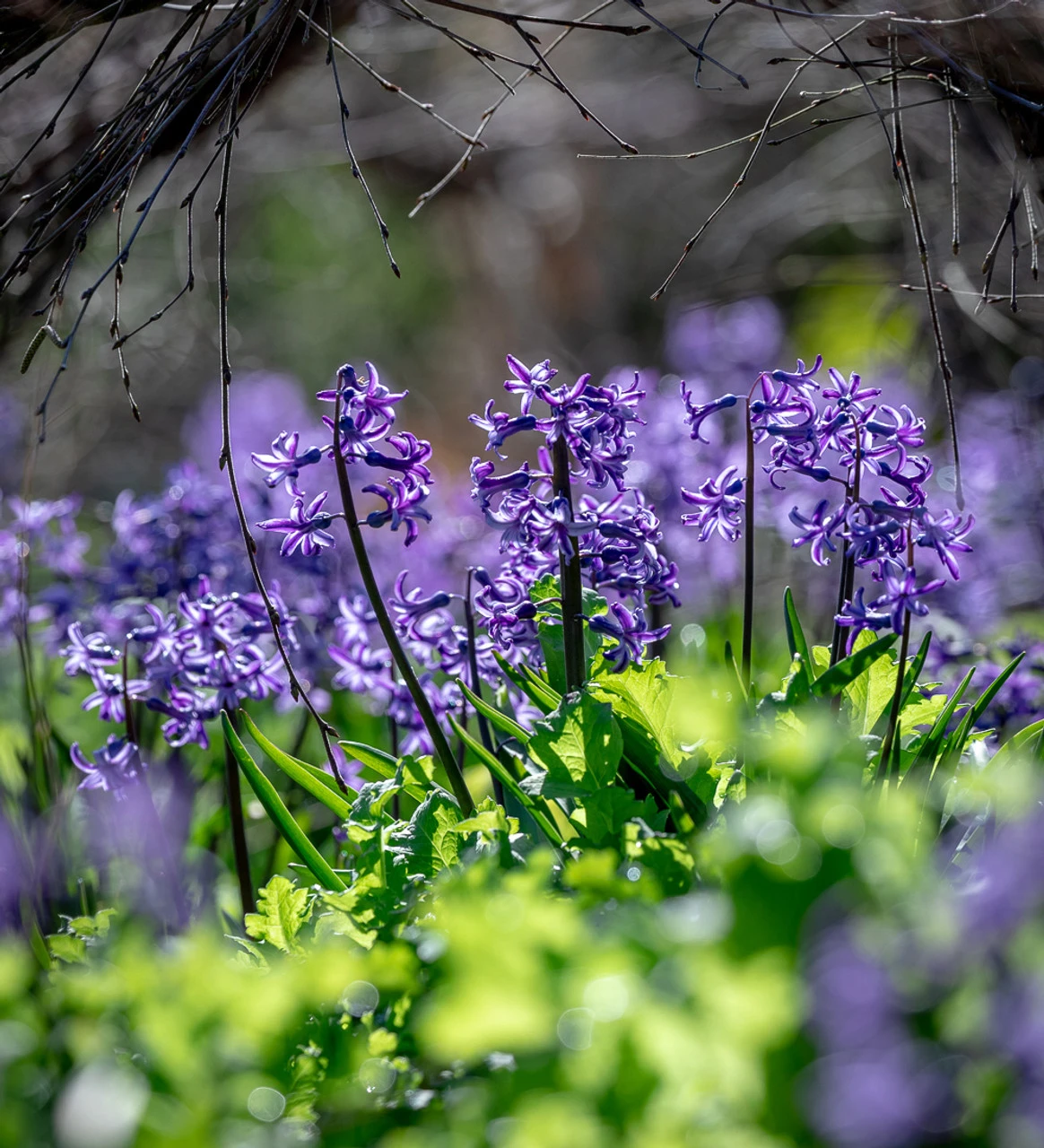 The Jewel Hyacinth Collection - Image 3