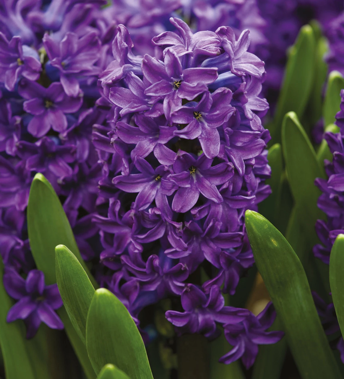 The Jewel Hyacinth Collection - Image 4