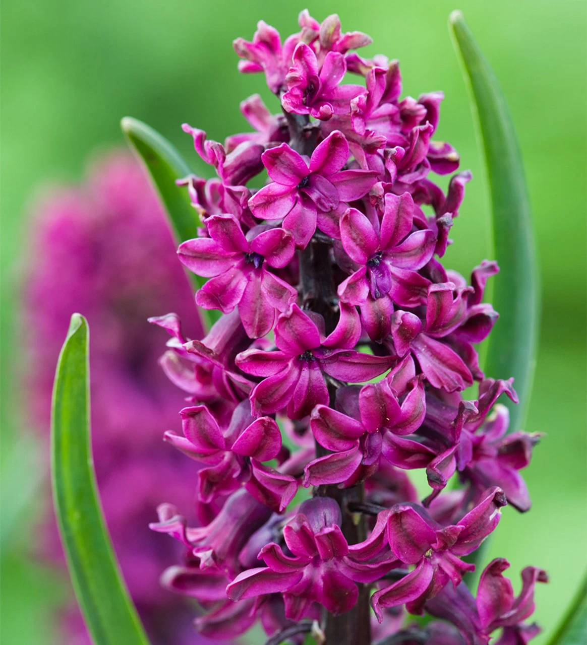 The Jewel Hyacinth Collection - Image 5