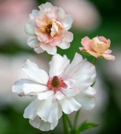 Ranunculus Butterfly 'Ariadne'