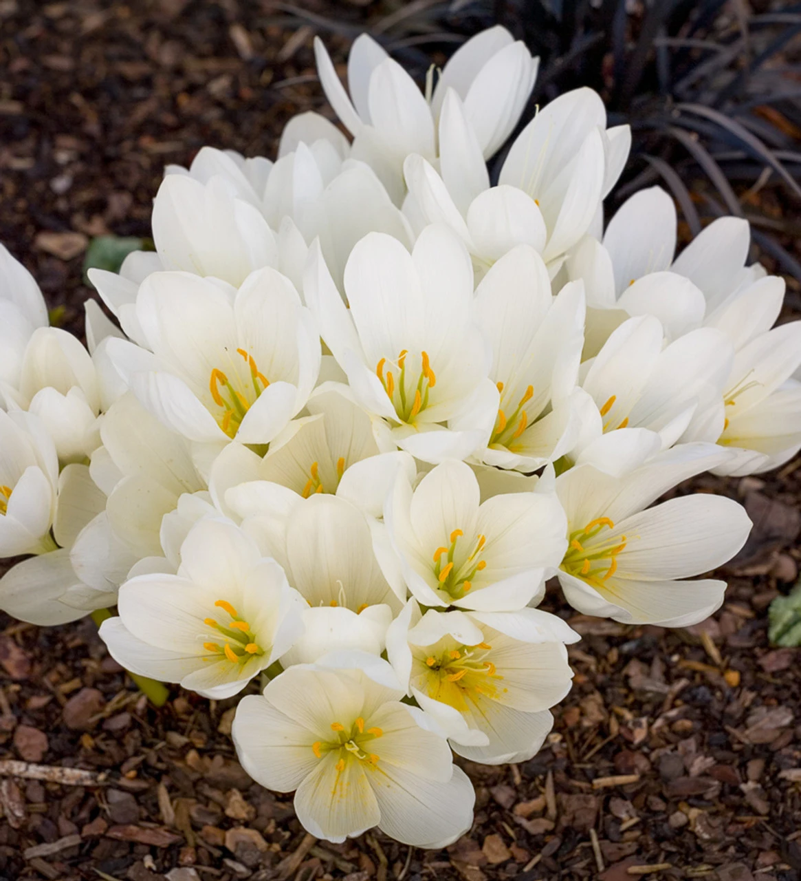 Colchicum Speciosum 'Album'