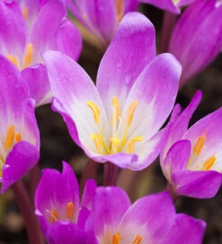 Colchicum Speciosum