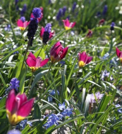 Spring Jewels Drift Mix