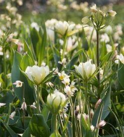 Soft And Graceful Drift Mix