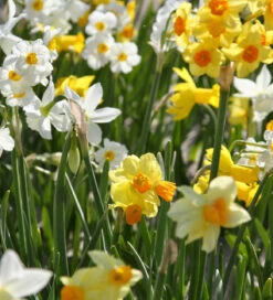 Swathes Of Scent Drift Mix