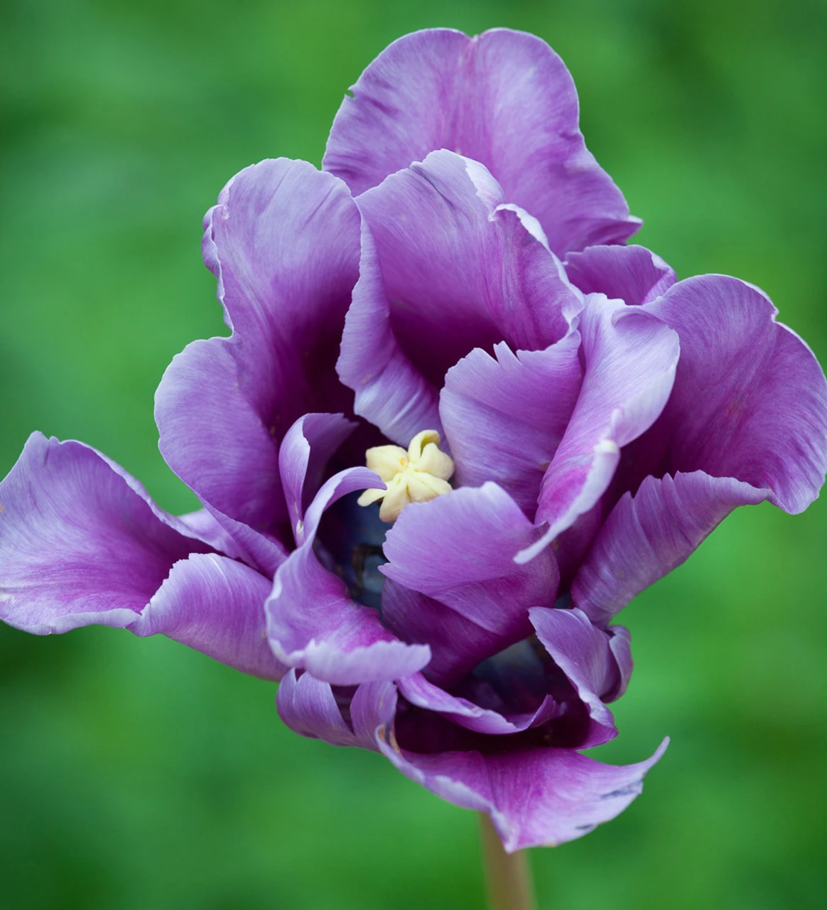 Crème De Cassis Tulip Mix - Image 3