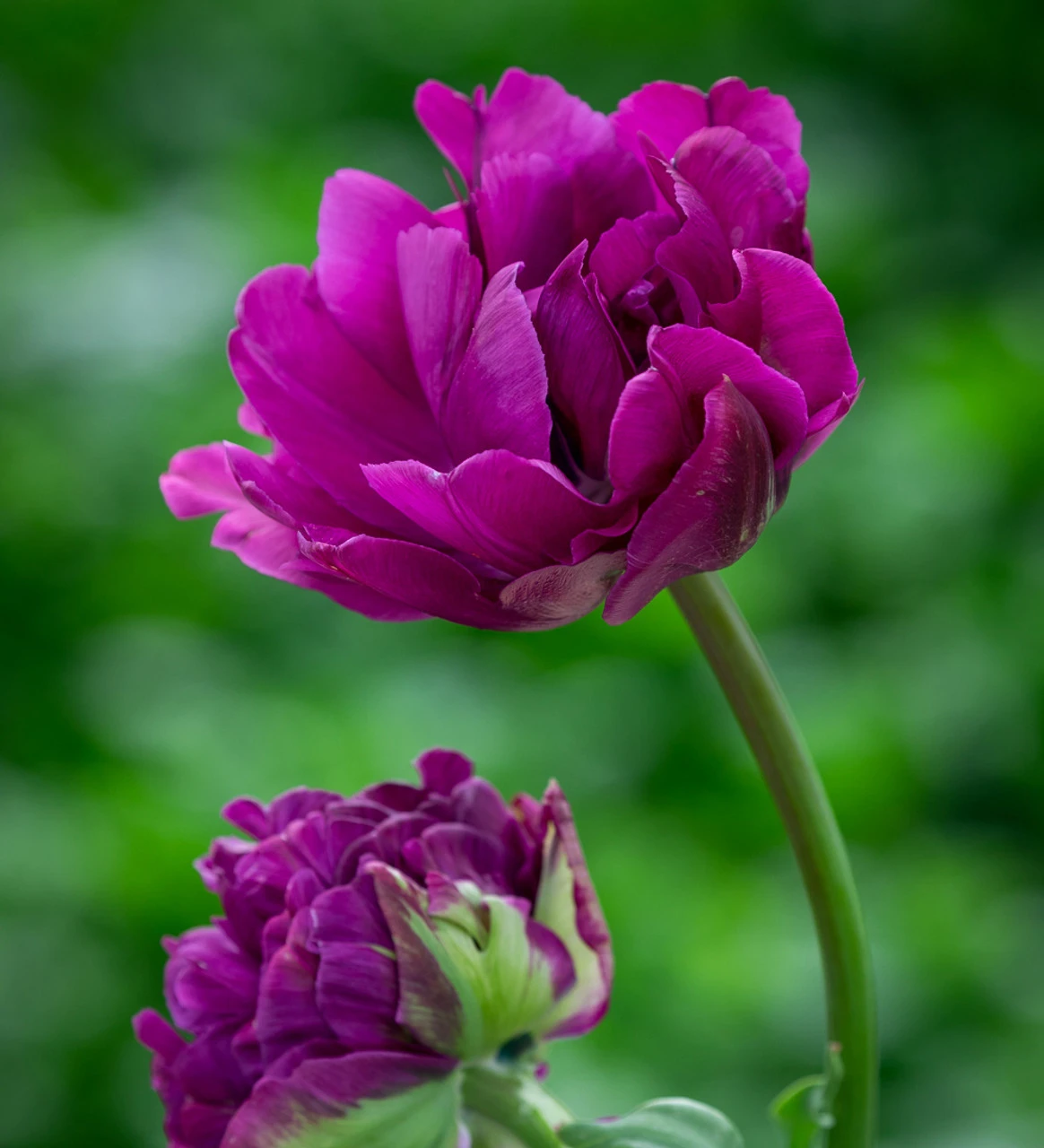 Crème De Cassis Tulip Mix - Image 4